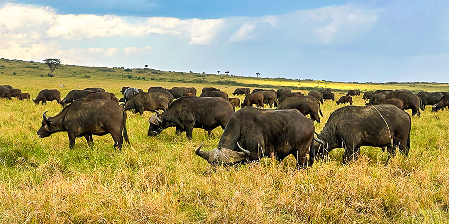 Animals in Migration