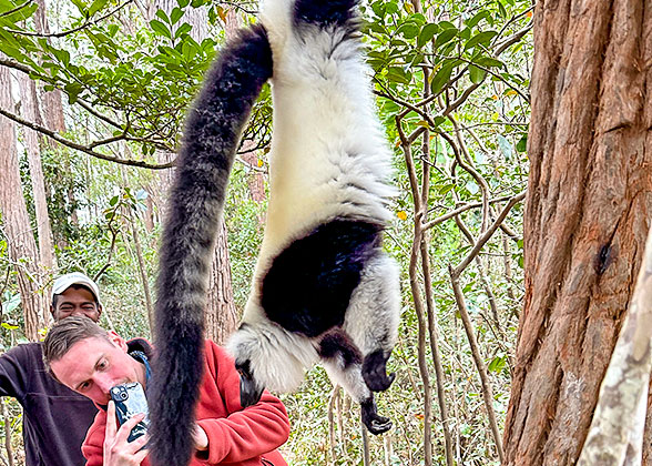 Ring-tailed Lemur in Ankarana National Park