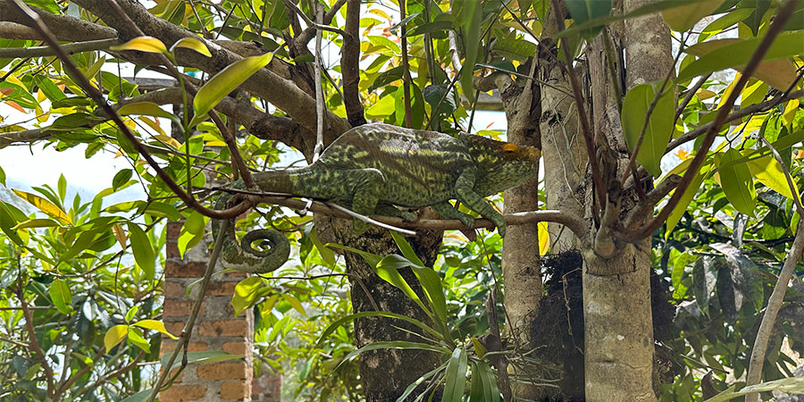 Chameleons in Peyrieras Reserve