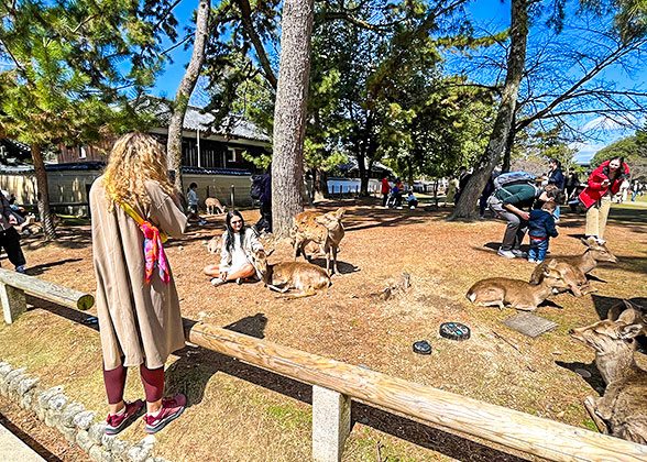 Deer at Asahiyama Zoo
