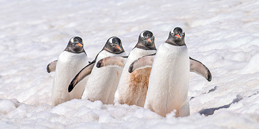 Penuins in Asahiyama Zoo