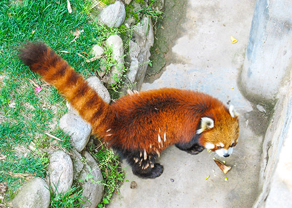 A red panda at Asahiyama Zoo