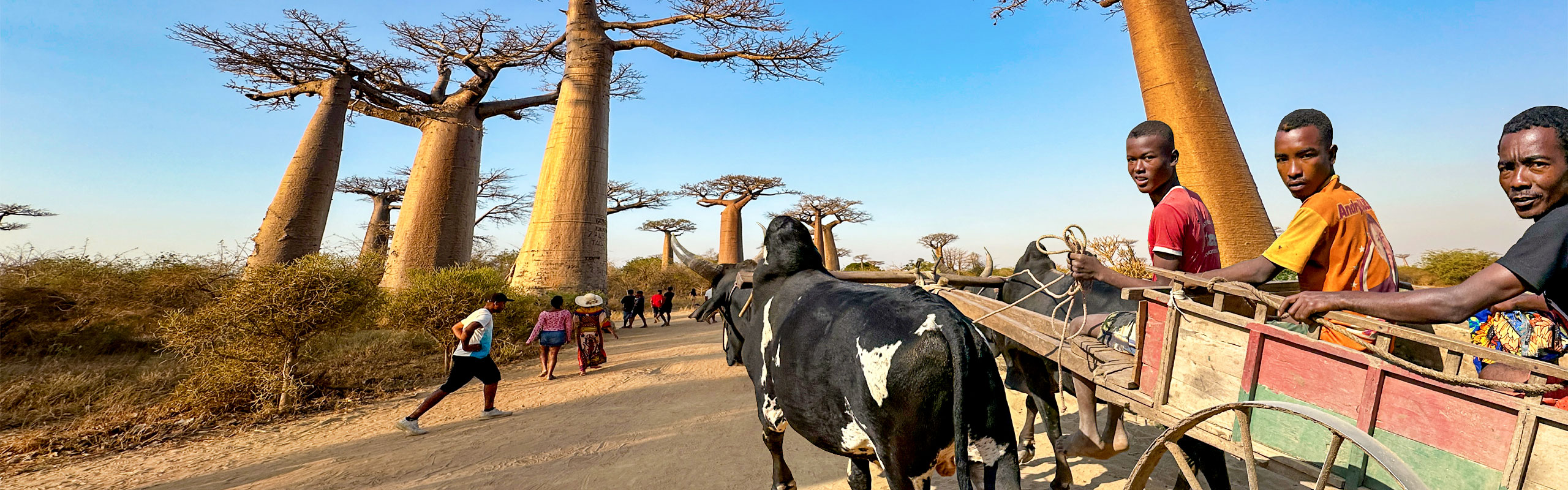 Avenue of the Baobabs at Sunset