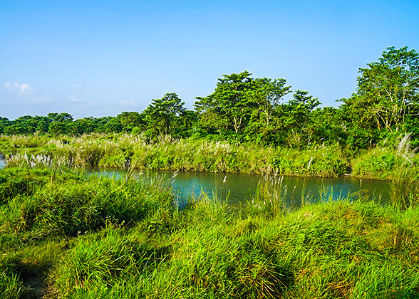 Bangladesh Swamp