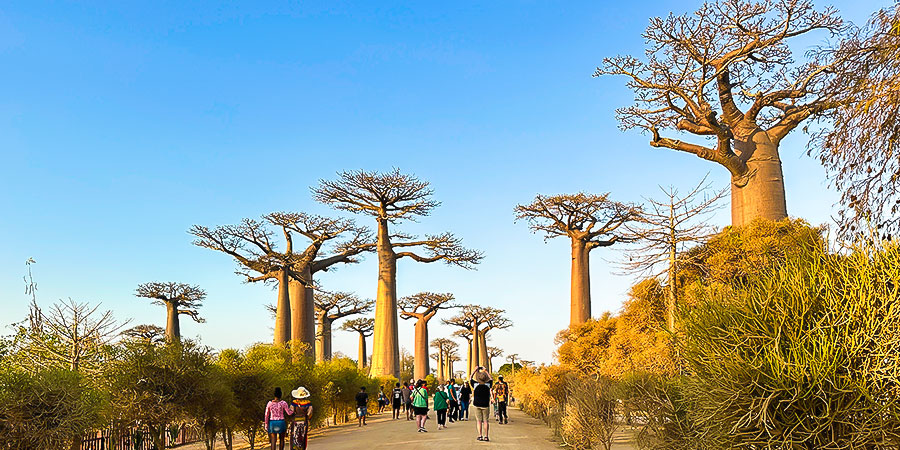 Avenue of the Baobabs, Morondava, Madagascar