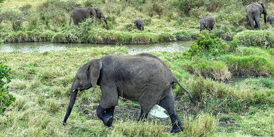 Best Time to Visit Kenya - July to August
