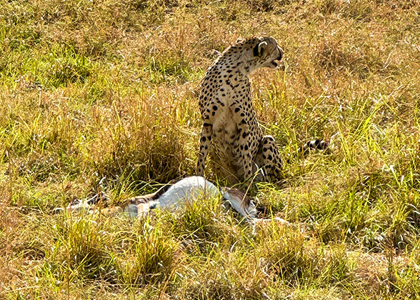 A Cheetah in Masai Mara National Park