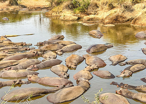 Hippos in the National Park