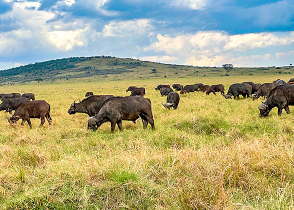 Buffaloes in Kenya