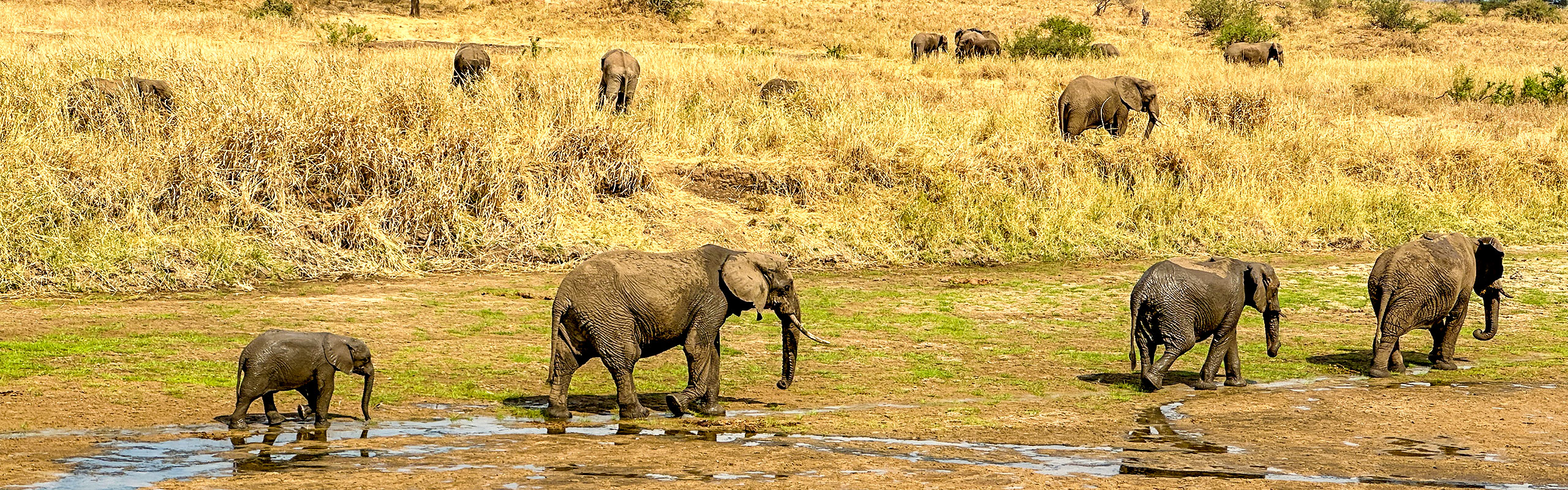 Elephants in Kenya