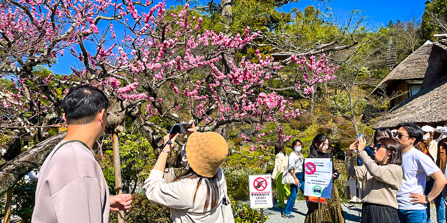 Enjoy Cherry Blossoms & Plum Blossoms, Kyoto, Japan
