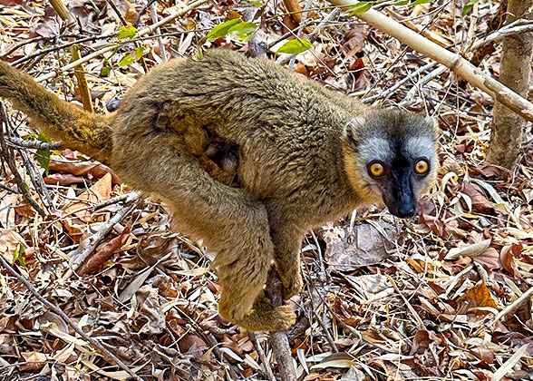Madagascar Lemurs tour