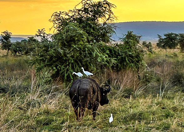 Buffalo with Birds in Serengeti NP