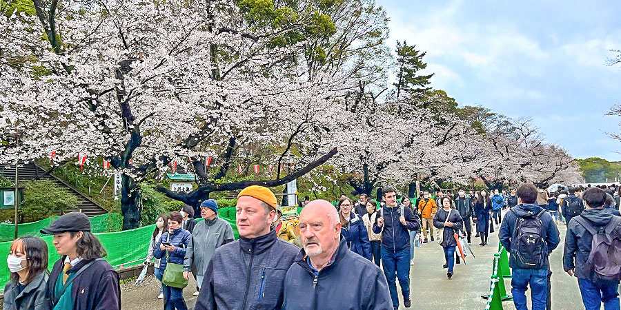 Cherry Blossom Viewing, Ueno Park, Tokyo