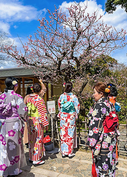Enjoying Cherry Blossoms in Kimono