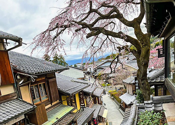 Cherry Blossoms, Ninenzaka & Sannenzaka