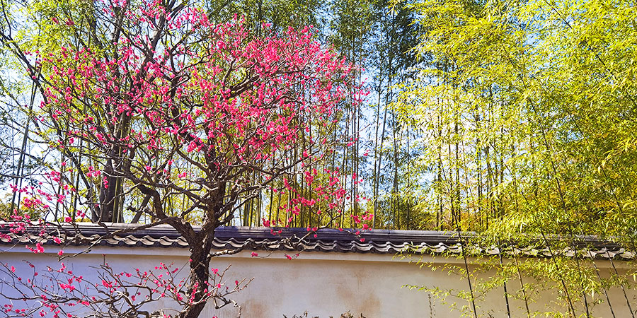 Cherry blossoms in Maruyama Park