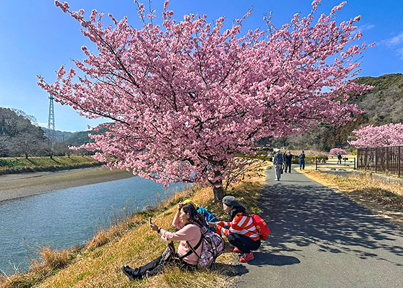 Cherry Blossoms at Kasuga Taisha Shrine, Nara