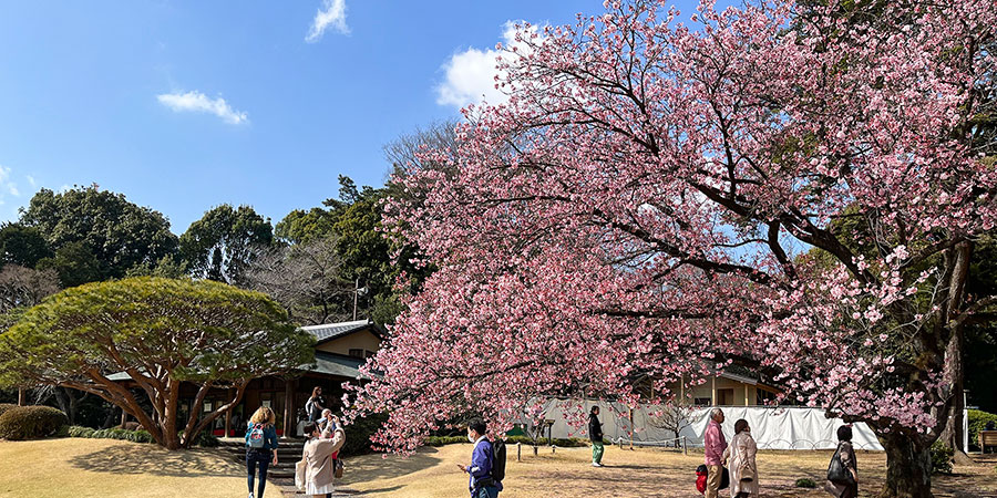 Cherry Blossoms in Maizuru Park