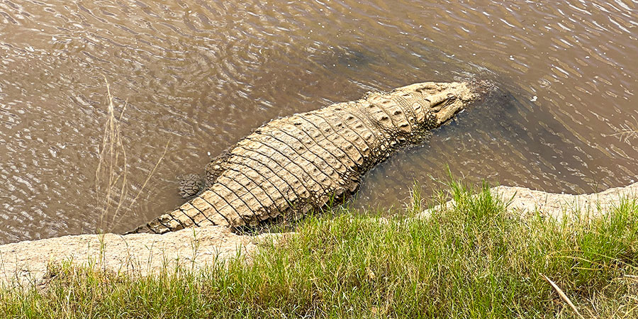 Crocodile on croc farm