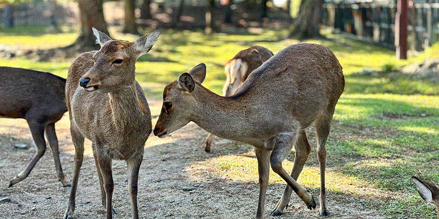 Deer in Miyajima Island