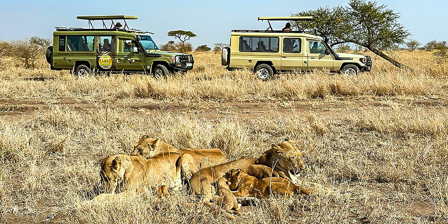 Dry Season in Tanzania; Safari on the Savannah