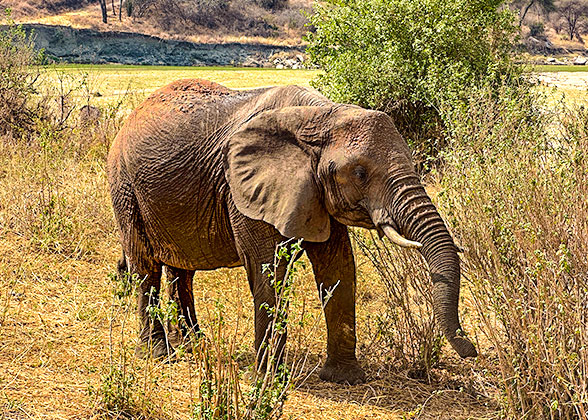 Elephants in Tarangire NP, Tanzania