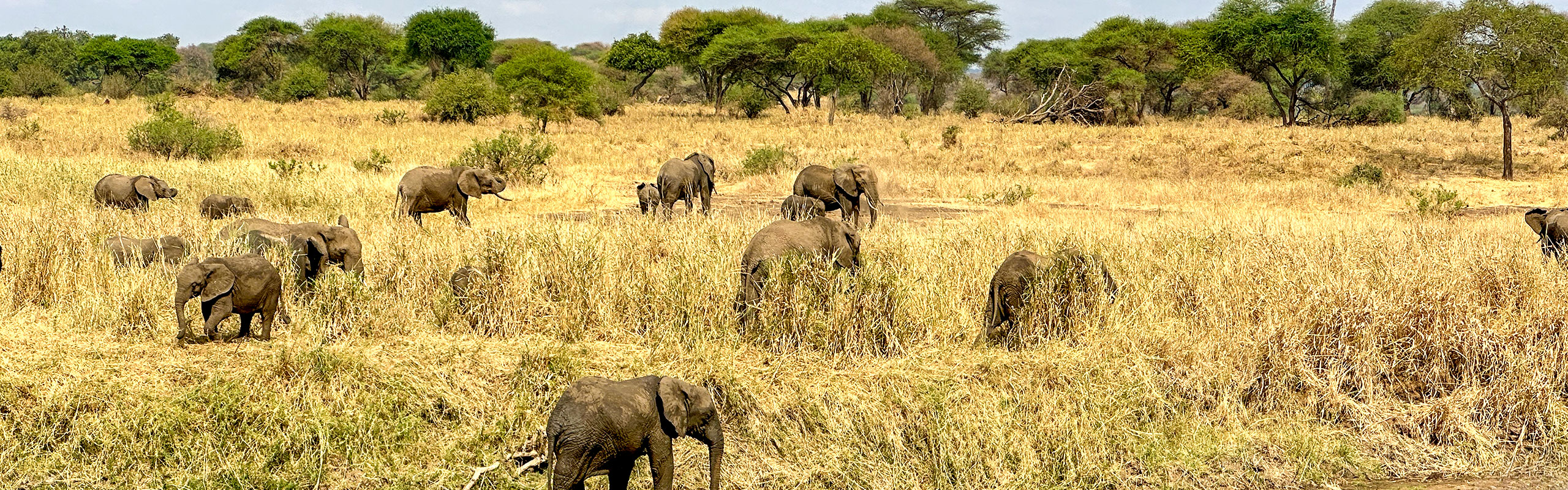 Elephants in Gabon