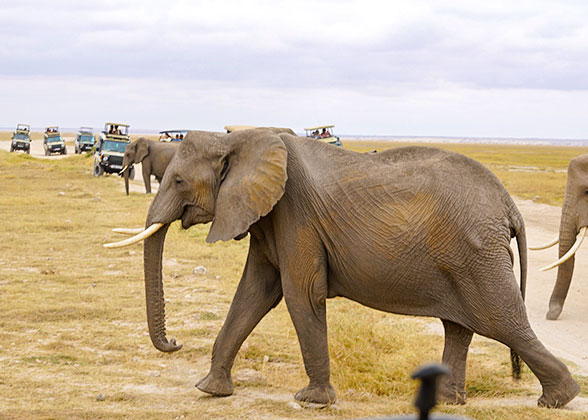 Elephants in Gabon