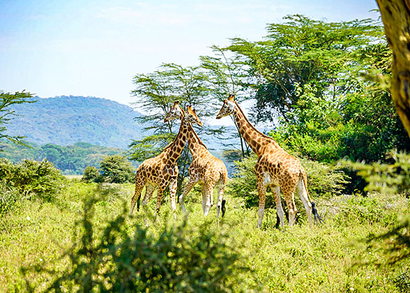 Giraffes in Etosha National Park