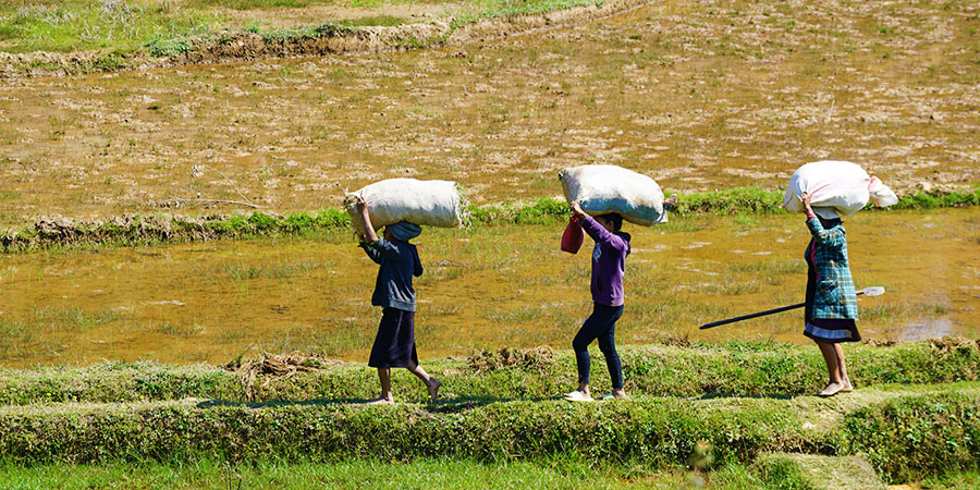 People Working in Farmland of Andasibe