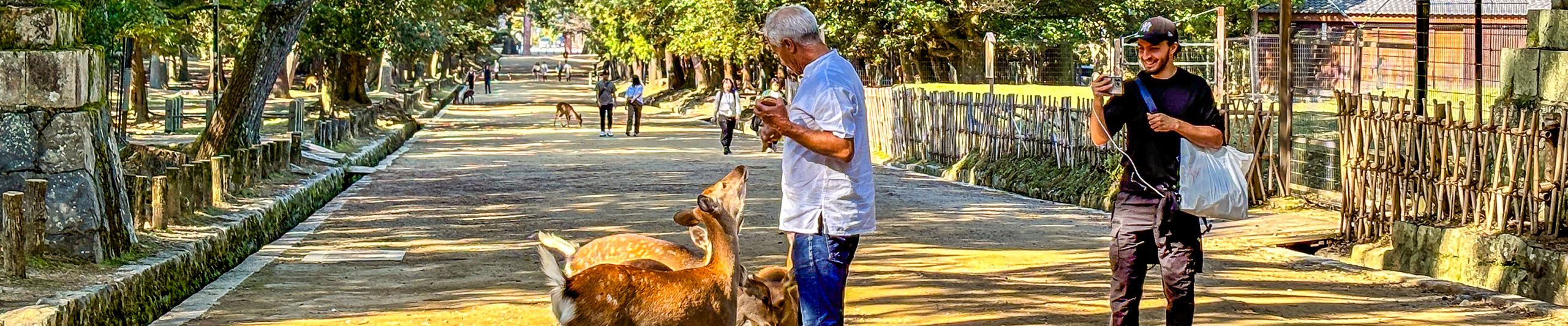 Feed Deer in Nara