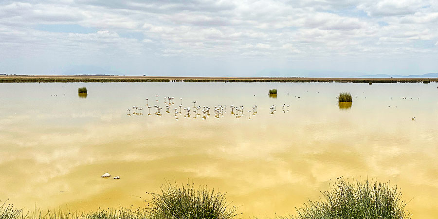 Flamingos in Lake Nakuru, Kenya