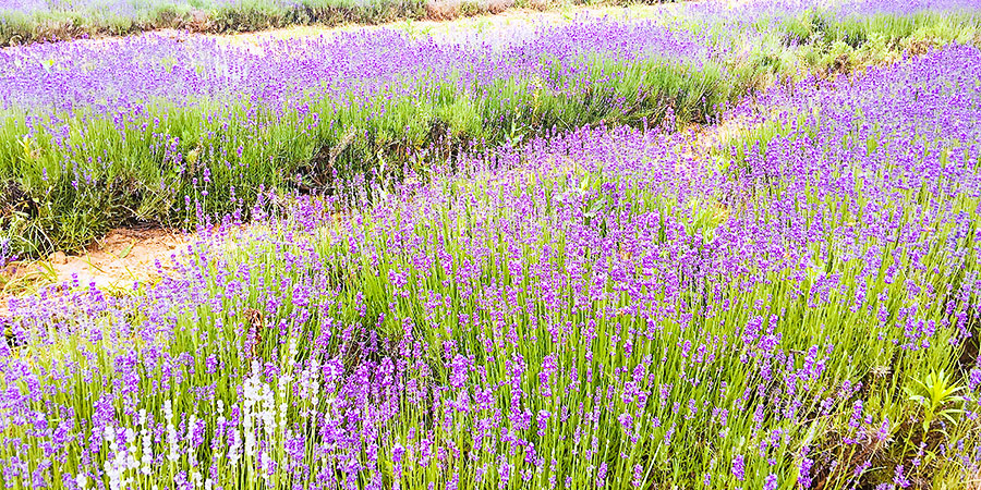 A flower land in Biei