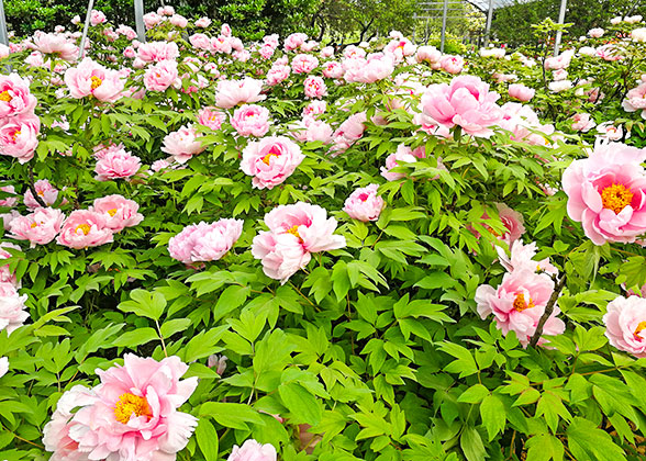 Pink flowers in Flower Land Kamifurano