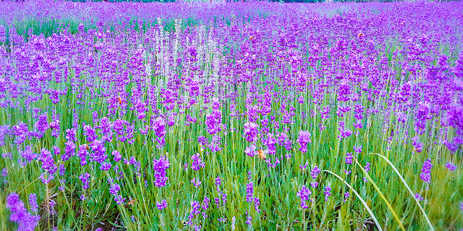 The lavender in Flower Land Kamifurano