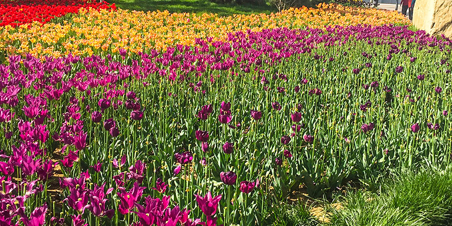 Flower Land Kamifurano