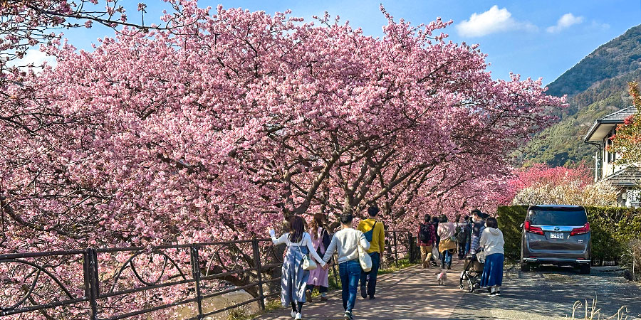 Cherry Blossoms in Fukuoka