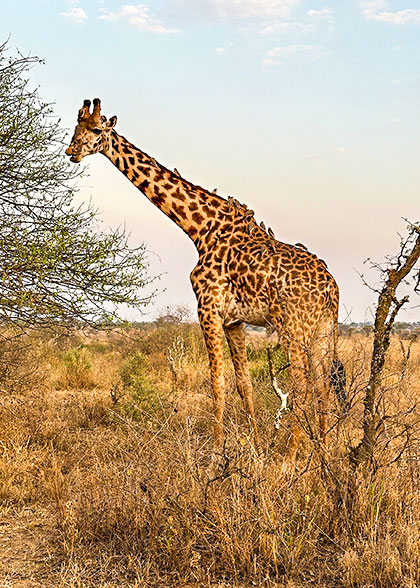 Giraffe on the Safari in Serengeti National Park