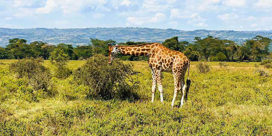 Giraffes Seeking for Food, Kenya