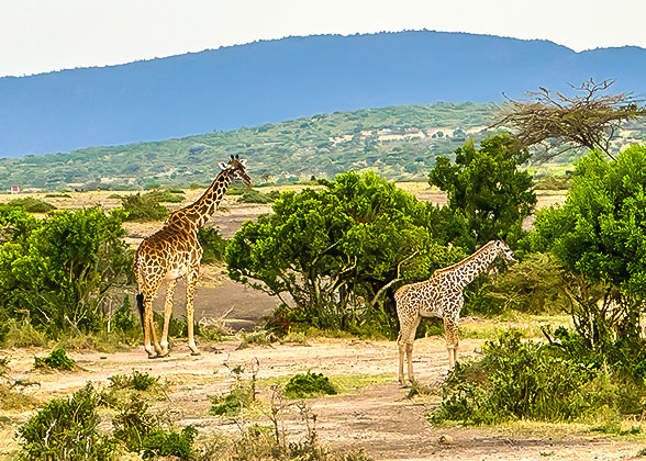 Giraffes in Masai Mara