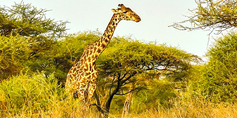 Giraffes in Serengeti NP