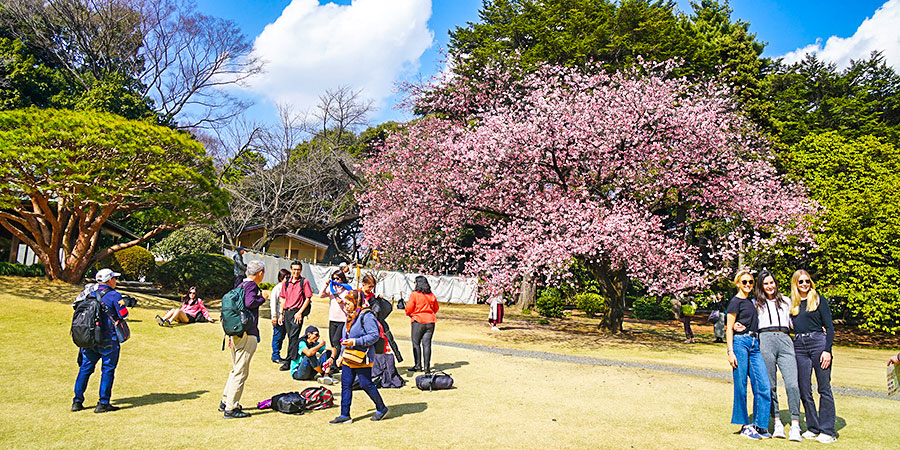 Cherry blossoms in Goryokaku Park