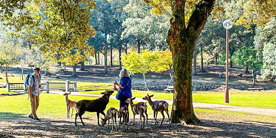 Tourists feeding deer in Matsume, Hakodate