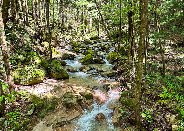 Green Season in Hakuba Valley