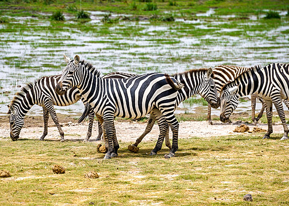 Zebras in Hartmann's Mountain