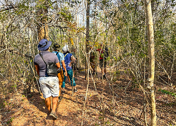 Hike in the Kirindy Forest for wildlife safari in Madagascar