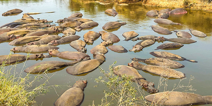Hippos in the Water in Serengeti NP, Tanzania