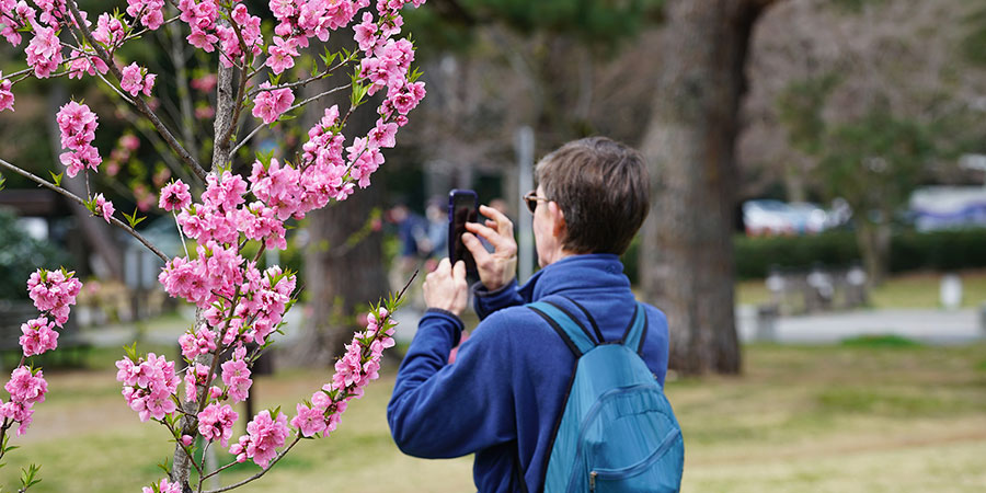 Our guest Taking Photos of Cherry Blossoms in March