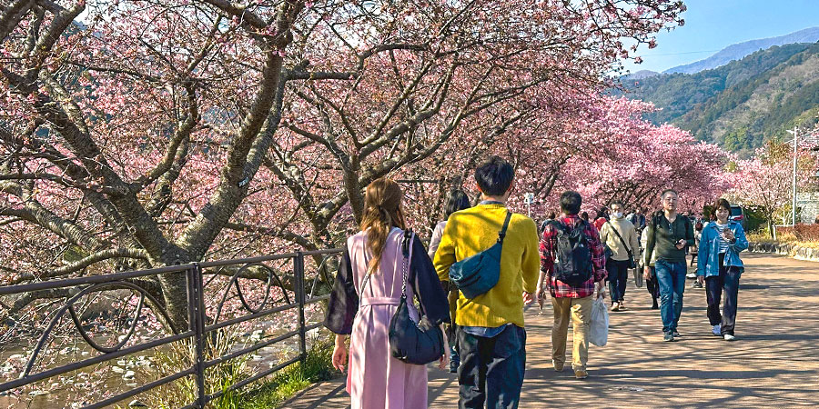 Cherry Blossoms in Hokkaido in April